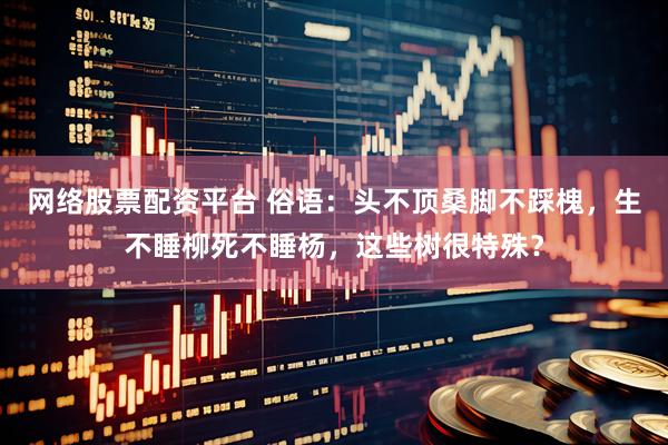 网络股票配资平台 俗语：头不顶桑脚不踩槐，生不睡柳死不睡杨，这些树很特殊？